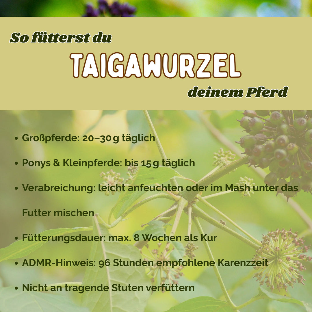 Taigawurzel Pferd Immunsystem stärken