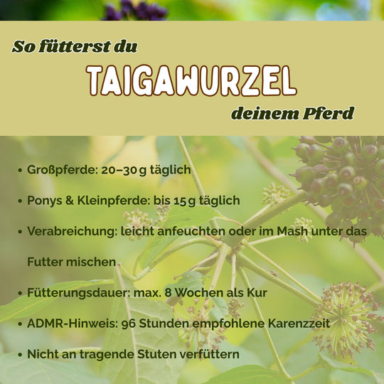 Taigawurzel Pferd Immunsystem stärken