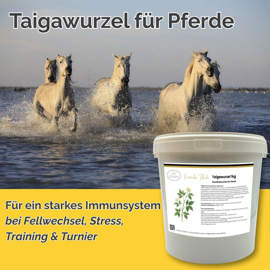 Taigawurzel Pferd Immunsystem stärken
