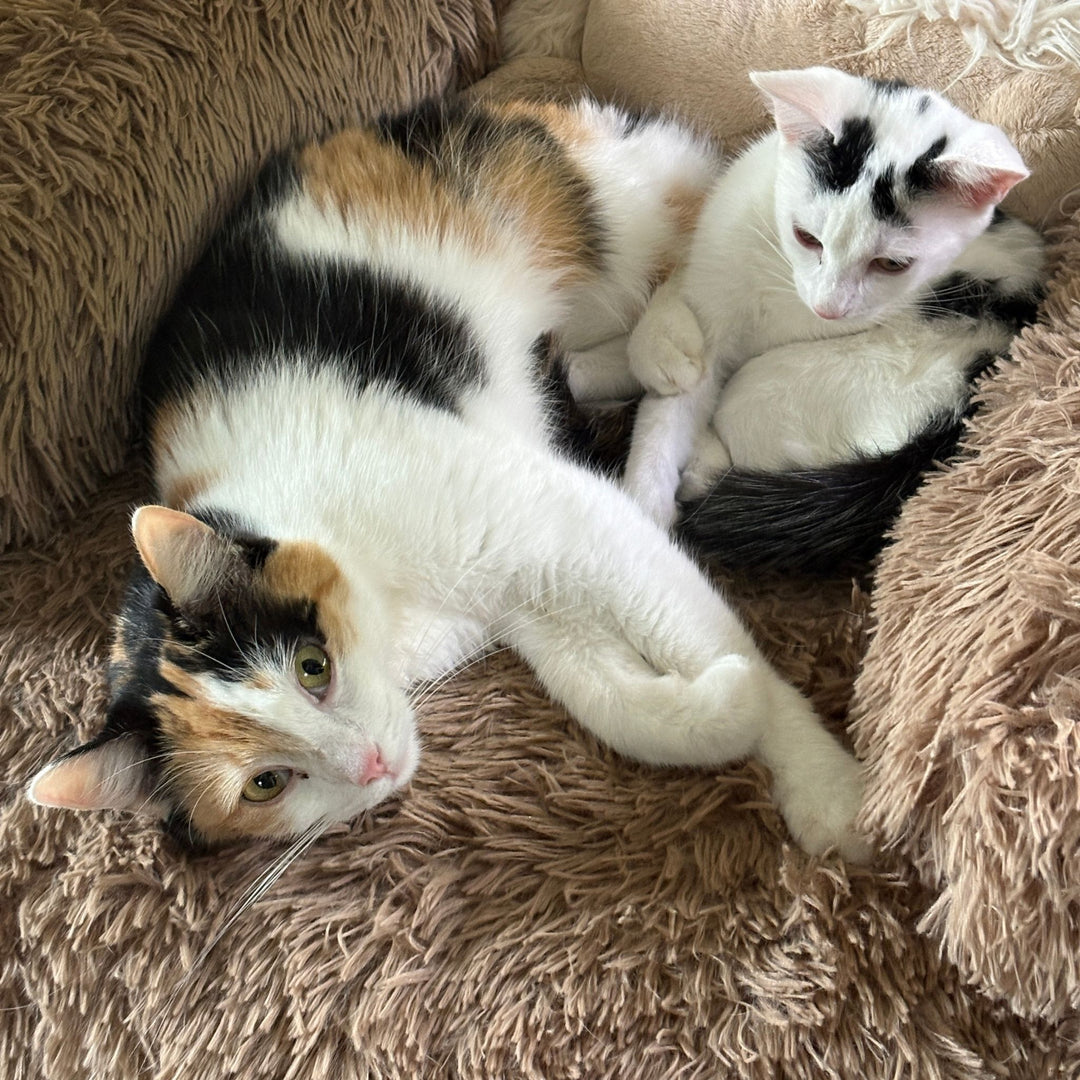 Katzenbett "Balu" kuschelig weiche & waschbare Auflage – mit hohem Rand für Bett & Sofa