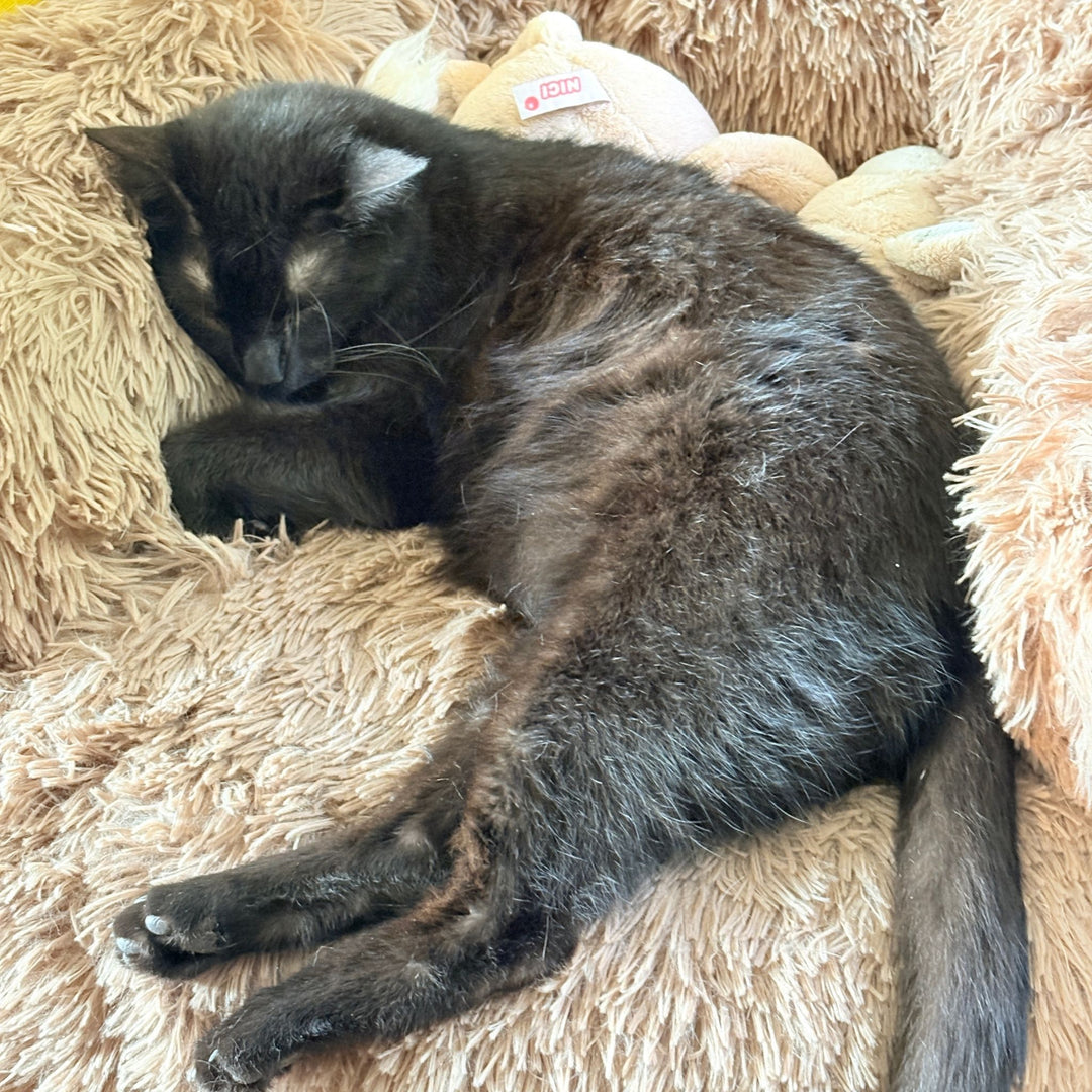 Katzenbett "Balu" kuschelig weiche & waschbare Auflage – mit hohem Rand für Bett & Sofa