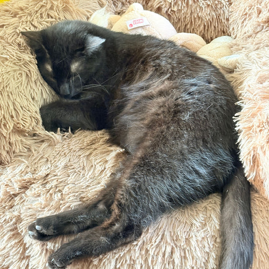 Katzenbett "Balu" kuschelig weiche & waschbare Auflage – mit hohem Rand für Bett & Sofa