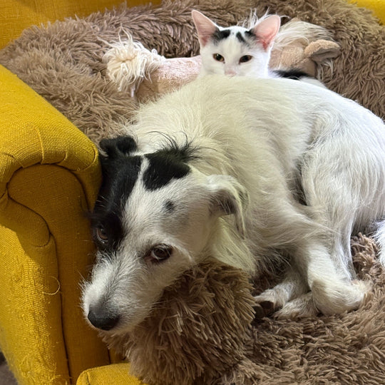 Katzenbett "Balu" kuschelig weiche & waschbare Auflage – mit hohem Rand für Bett & Sofa