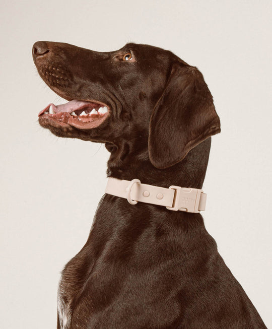 Collar Set