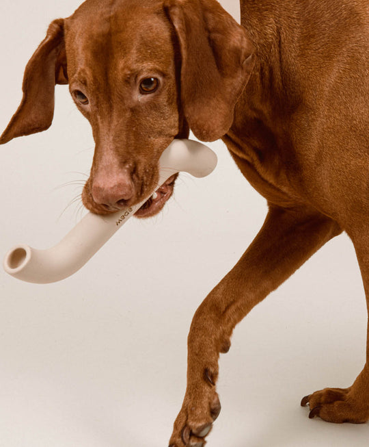 Rubber Bone