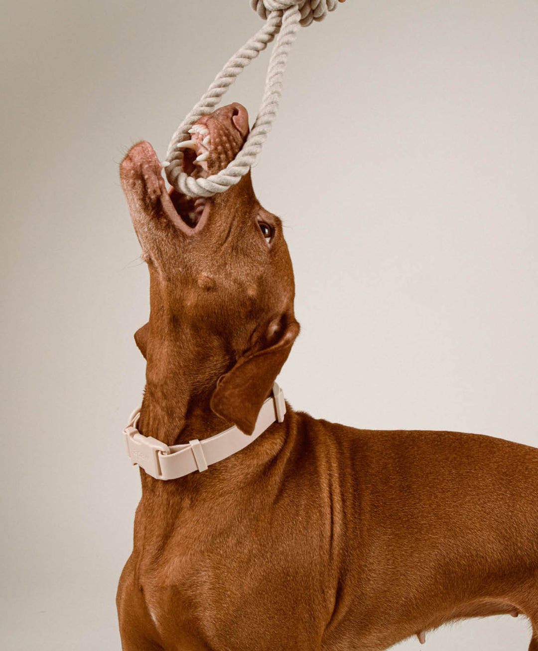 Twisted Rope Toy