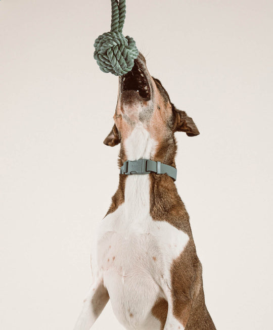 Twisted Rope Toy