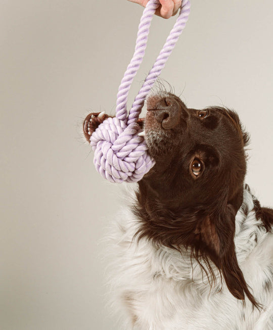 Twisted Rope Toy