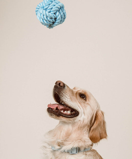 Twisted Rope Toy