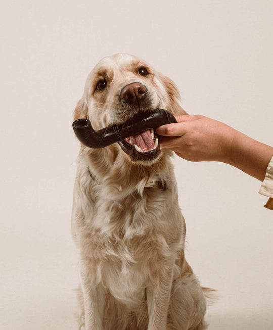 Rubber Bone