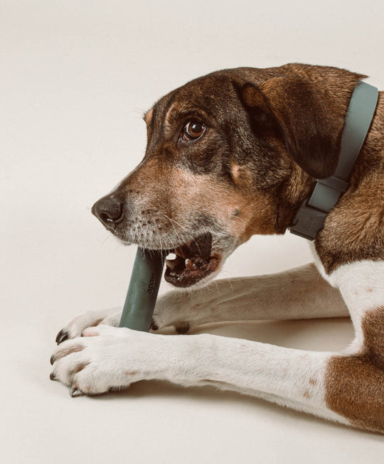 Rubber Bone