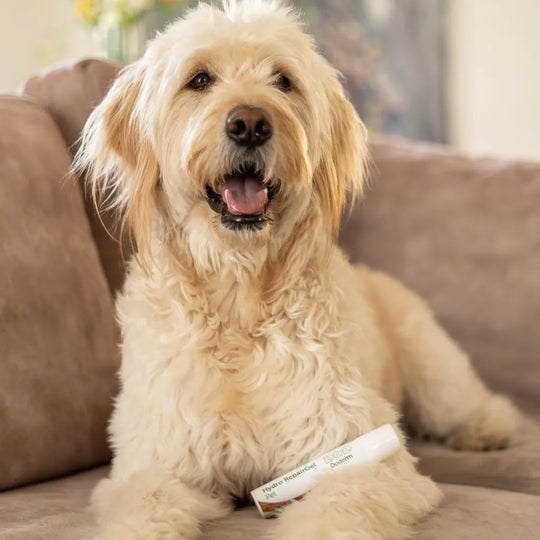 Doderm RepairGel für Hund & Katze - Hilft bei juckender Haut