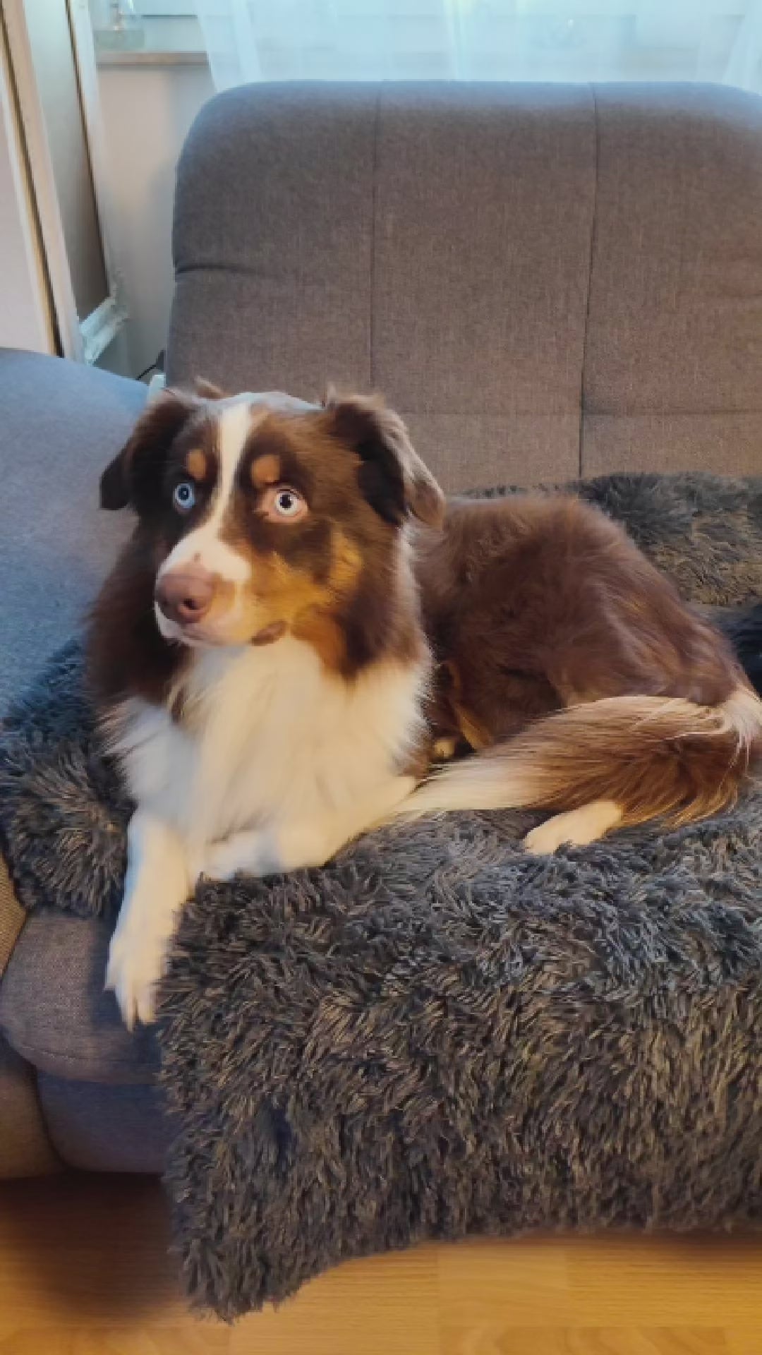 Hundebett "Balu" kuschelig weiche & waschbare Auflage – mit hohem Rand für Auto & Sofa