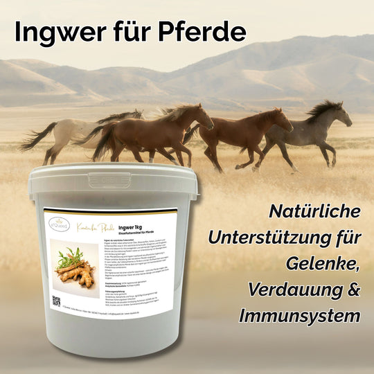 Ingwer Pferd Pulver 1kg